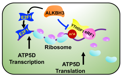 image-20220711155124-3